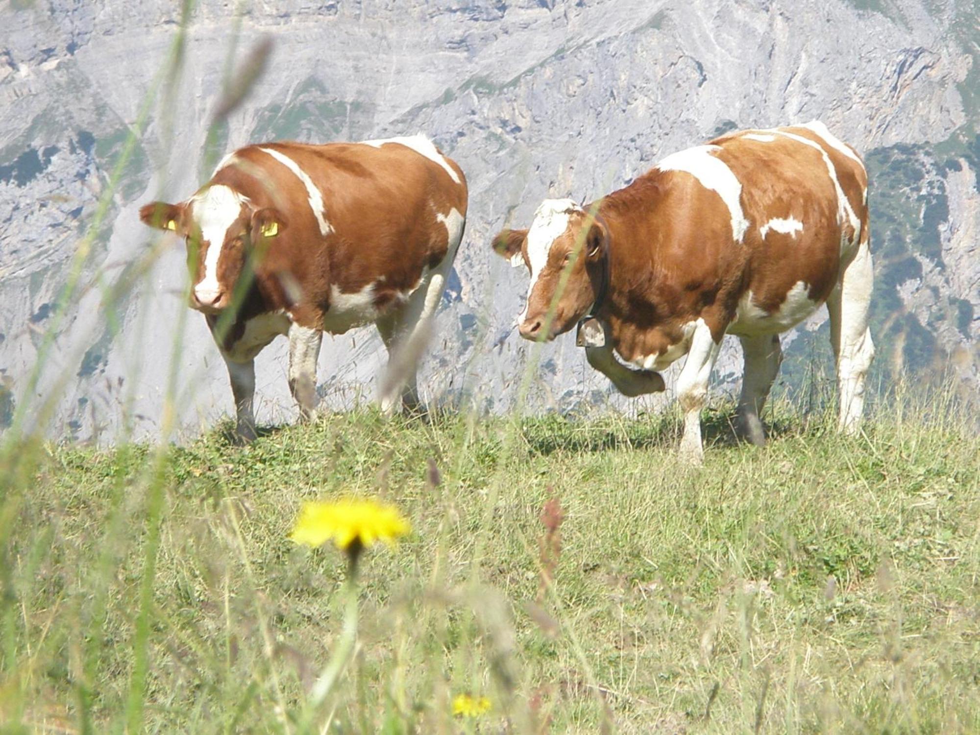 Hotel Gasthof Jaeger Zillertal ชลิทเทอร์ส ภายนอก รูปภาพ